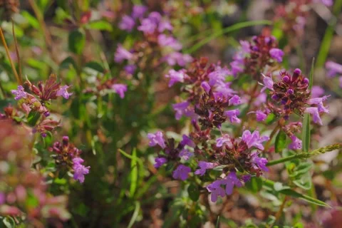 Large-leaved Thyme Thymus pulegioides in Open Gate shots Stock Footage 340084492