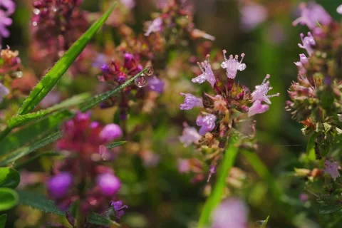 Large-leaved Thyme Thymus pulegioides in Open Gate shots Stock Footage 340084508