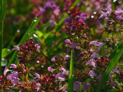 Large-leaved Thyme Thymus pulegioides in Open Gate shots Stock Footage 340085419