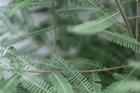 Large leaves of a complex structure on the branches of a tropical plant Stock Photos