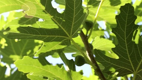 Large leaves of Fig tree stir on  wind Stock Footage 116803569