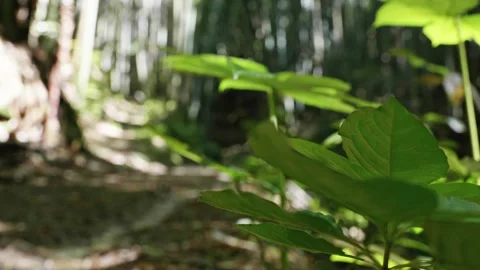 Large leaves in the forest, Stock Footage 131706732