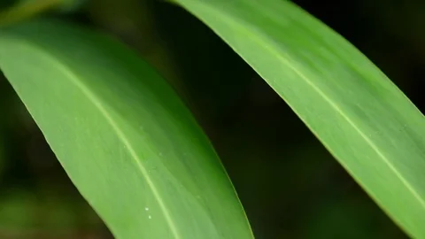 Large Leaves Moving Gently Stock Footage 74643745