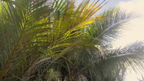 Large leaves of a palm tree against the sky on a bright sunny day Vídeo Stock 143818955