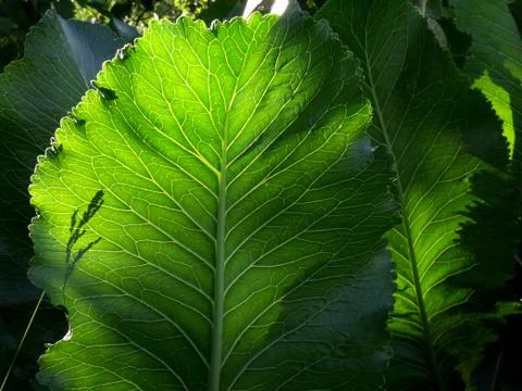 Large leaves Foto stock