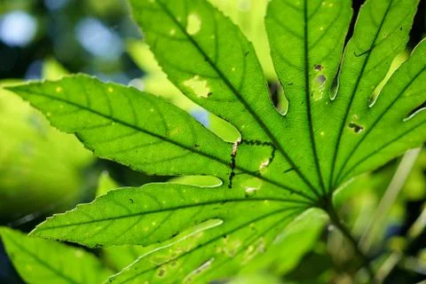 Large leaves Stock Photos