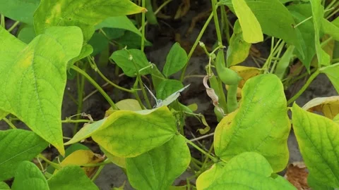 Large leaves of a plant that grows on the ground Stock Footage 306163485