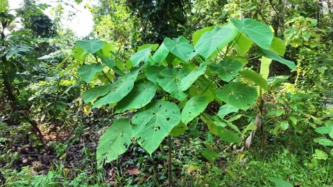 Large leaves of a tree in the jungle Video stock 308082085