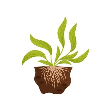 Large leaves with veins. The root system in the soil. Vector illustration. Stock Illustration