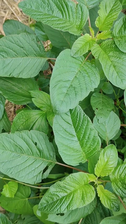Large leaves of wild spinach Stock Footage 293695681
