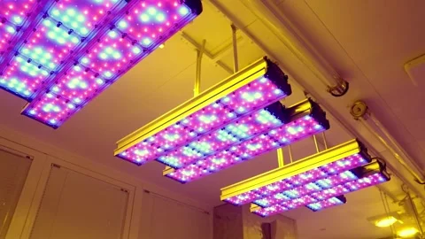 Large LED lights illuminate the plants in the biolaboratory Stock Footage 276545292