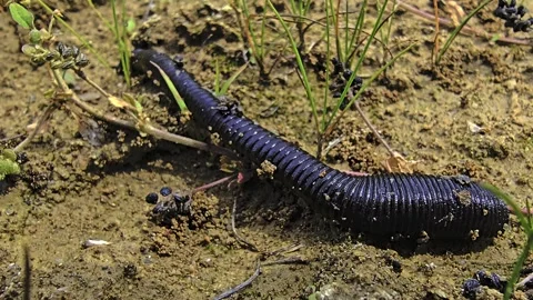 Large leech crawling over moist ground between plants recorded in macro sho.. Video stock 337936406