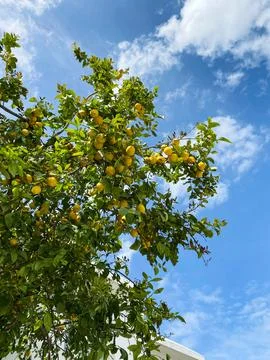 Large Lemon tree in blue sky full of lemon fruits Stock Photos