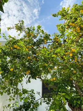 Large Lemon tree in blue sky full of lemon fruits Stock Photos
