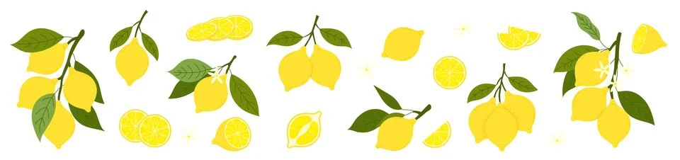 Large lemon vector set with citrus branches, whole fruits, green leaves, bl.. Illustrazione stock