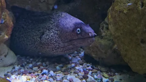  A large leopard eel head  Stock Footage 296847269