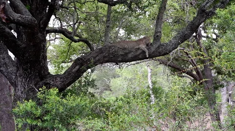 Large Leopard lying on a thick branch Vídeo Stock 65486202