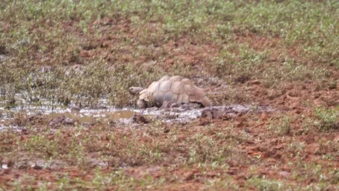 A large leopard tortoise carefully drinking water from a muddy puddle at Mokala  Stock Footage 331963031