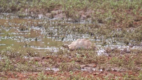 A large leopard tortoise carefully walks into a muddy puddle to cool off on a ho Stock Footage 331963046