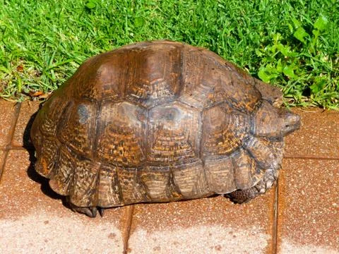 Large Leopard Tortoise resting on Brick Pavers near Green Grass Stock Photos