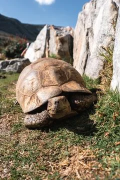 Large leopard tortoise rests on grassy ground beside rocks in Cape Town Stock Photos
