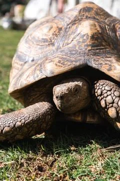 A large leopard tortoise rests on the lawn in South Africa Stock Photos