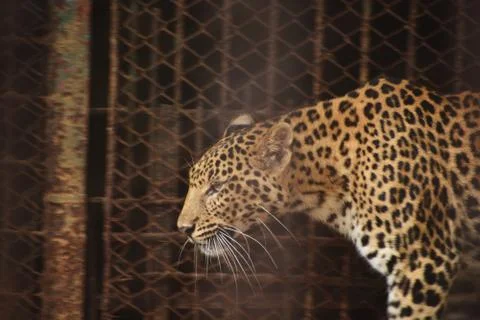 A Large Leopard Is Walking In A Zoo Stock Photos