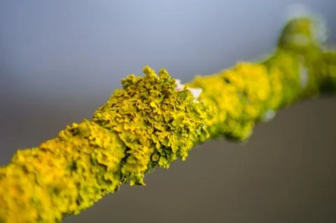 Large lichen settled on a tree branch Foto stock