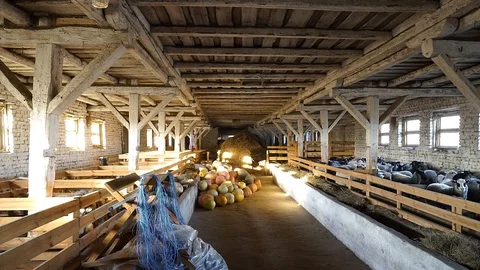 A large light barn/stable where sheep, goats are kept. Stock Footage 128659267
