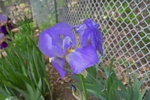Large, Light Blue, Bearded Iris  Stock Photos