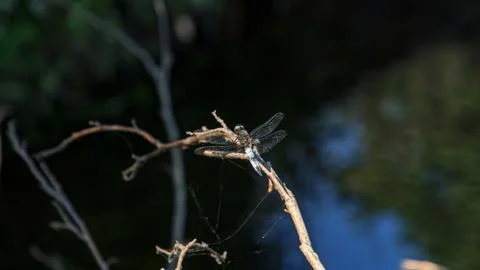 Large light blue dragonfly with open wings Stock Photos
