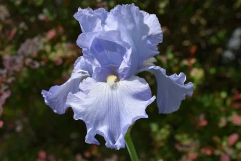 Large, Light Blue Iris Stock Photos