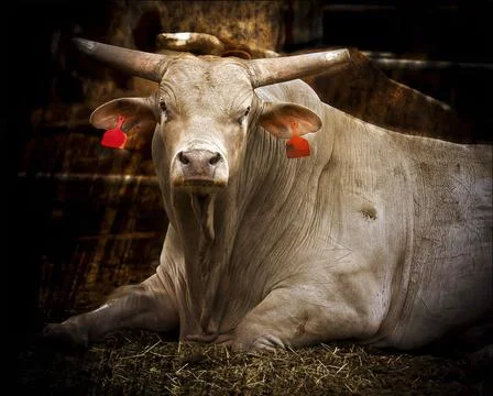 A large light brown bull with long horns resting in a pen with other bulls Stock Photos