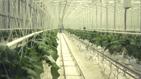 Large light greenhouse with rows of fresh cucumbers. 4k, 3840x2160. HD Stock Footage 75929661
