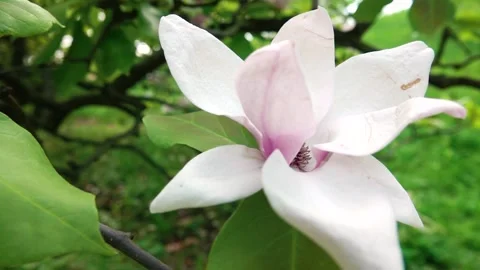 Large light pink flower Stock-Footage 132451322