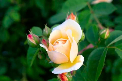 Large Light Pink Rose -02 Stock Photos