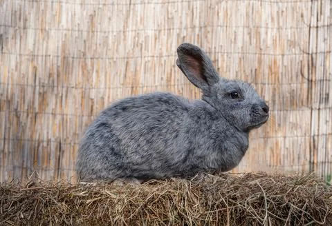 Large Light Silver medium sized rabbit sitting on a hay before Easter Stock Photos