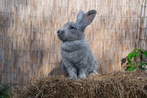 Large Light Silver medium sized rabbit sitting on a hay before Easter Stock Photos