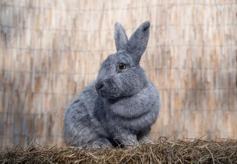 Large Light Silver medium sized rabbit sitting on a hay before Easter Stock Photos