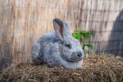 Large Light Silver medium sized rabbit lies on a hay before Easter Stock Photos