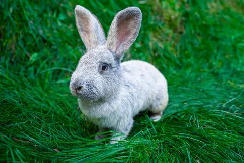 Large Light Silver - medium sized rabbit lies on a green grass Stock Photos