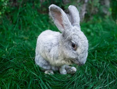 Large Light Silver - medium sized rabbit lies on a green grass Stock Photos
