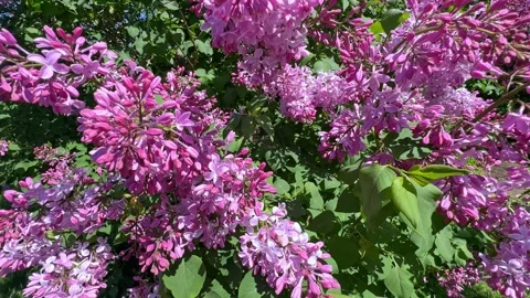 Large lilac bush in spring in May. Bright flowers of spring lilac bush. Stock Footage 301699067
