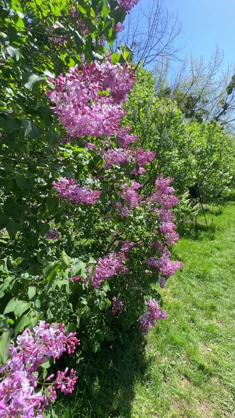 Large lilac bush in spring in May. Bright flowers of spring lilac bush. Spring Stock Footage 301699156