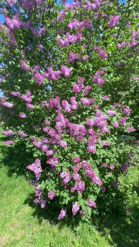 Large lilac bush in spring in May. Bright flowers of spring lilac bush. Spring Stock Footage 301699275