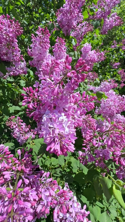 Large lilac bush in spring in May. Bright flowers of spring lilac bush. Stock Footage 301699614