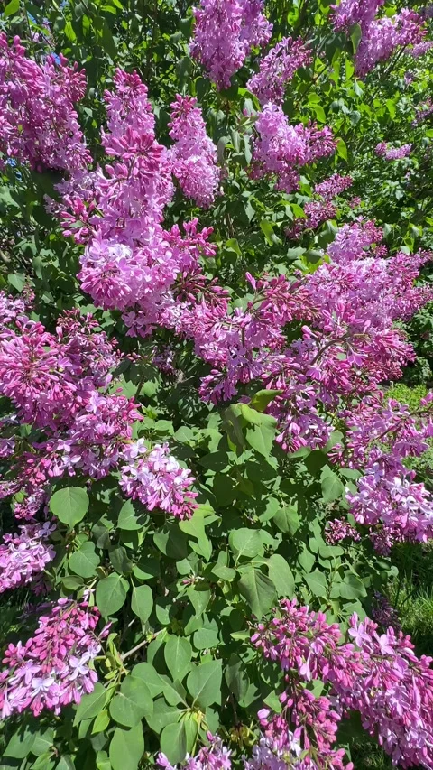 Large lilac bush in spring in May. Bright flowers of spring lilac bush. Stock Footage 301699786