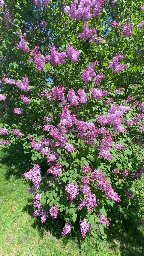 Large lilac bush in spring in May. Bright flowers of spring lilac bush. Spring Stock Footage 301699896