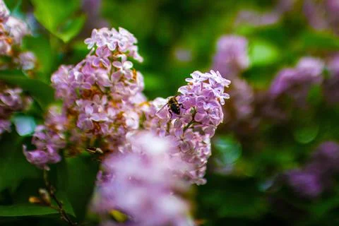 Large lilac bush in spring. Stock-Fotos