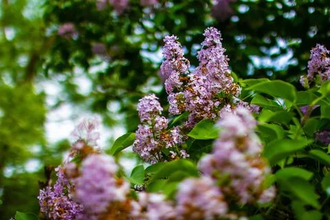 Large lilac bush in spring. Stock Photos